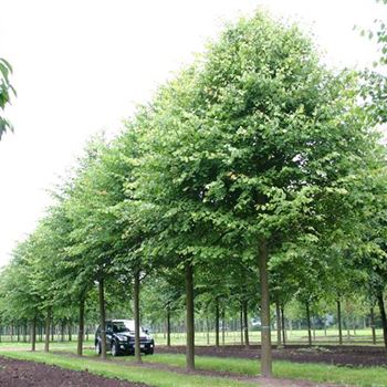 TCO_Sol_baum_6xv_300-400x60-70x500-700_R_OEL73-74_2_07_07_05_2481.jpg