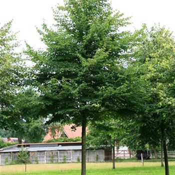 TCO_Sol_baum_7xv_300-400x40-45x700-900_STH250+_R_HA8-9_10_07_07_18942.jpg