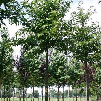 PSSHI_Sol_baum_4xv_150-200x20-25_R_CA530_02_08_05_2887.jpg