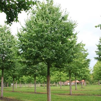 TCO_Sol_baum_7xv_300-400x50-60x700-900_3_R_ROE_09_07_08_24417.jpg