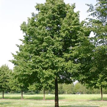 TCO_Sol_baum_7xv_300-400x60-70x700-900_R_BO345_07_07_05_2484.jpg