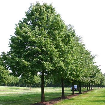 TCO_Sol_baum_7xv_300-400x60-70x700-900_R_BO345_2_07_07_05_2483.jpg