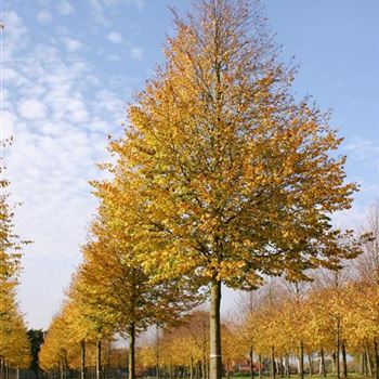 TCO_Sol_baum_7xv_300-400x60-70x700-900_R_GE-MA477_2A_31_10_05_5825.jpg