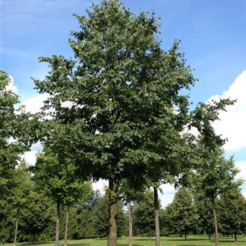 TCO_Sol_baum_7xv_300-400x70-80x700-800_R-70_03_09_15_jh_41871.jpg