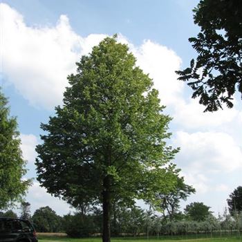 TCO_Sol_baum_7xv_300-400x80-90x700-900_R-1130_28_07_14_jh_40834.jpg