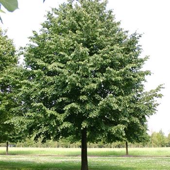 TCO_Sol_baum_7xv_300-400x80-90x700-900_R_BO345_07_07_05_2439.jpg