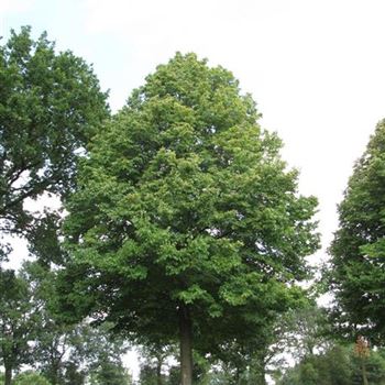 TCO_Sol_baum_8xv_400-600x80-90x900-1200_R-476_28_07_14_jh_40835.jpg