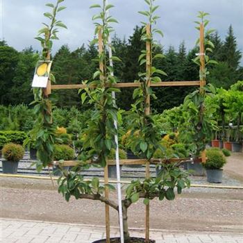 Pyrus_in_Sorten_Doppel-U-Form_Co_COII_B_Helmich_09_07_08_24373.jpg