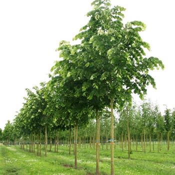 TTO_Sol_baum_4xv_150-200x20-25x400-500_R_BRE93_2_16_06_09_29672.jpg