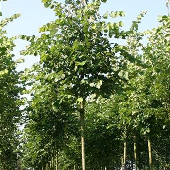 TTO_Sol_baum_4xv_150-200x25-30x400-500_R_BRE155_19_09_05_4296.jpg