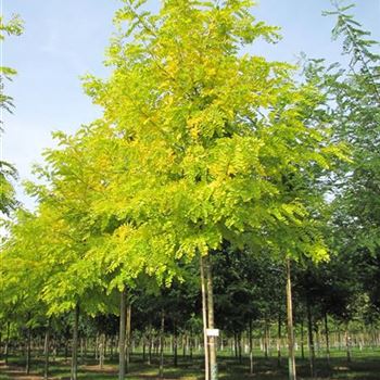 RPFR_Sol_baum_4xv_150-200x20-25x400-500_R-1094_10_09_12_jh_37727.jpg