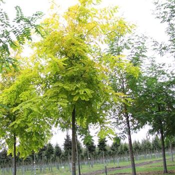 RPFR_Sol_baum_4xv_150-200x20-25x400-500_R-218_09_10_15_jh_41806.jpg