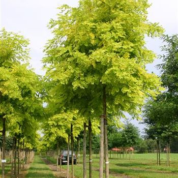 RPFR_Sol_baum_4xv_150-200x20-25x400-500_R_STE180_09_09_05_3853.jpg
