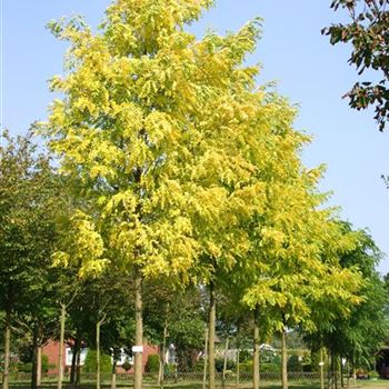 RPFR_Sol_baum_5xv_200-300x30-35-40_500-700_R-ON1062_2_09_09_05_3881.jpg