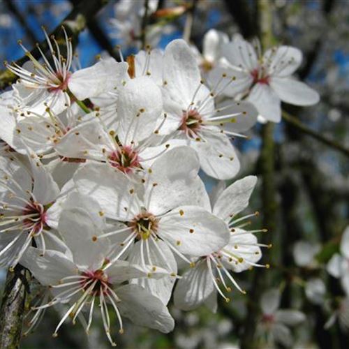 Prunus cerasifera
