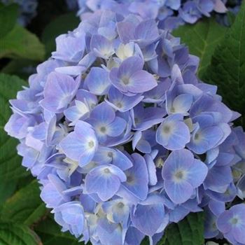 Hydrangea_Endless_Summer_1.jpg