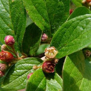 Cotoneaster_acutifolius_1.jpg