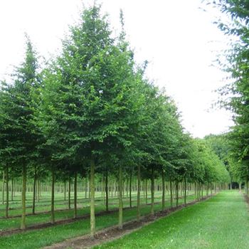 CBE_Sol_baum_4xv_150-200x30-35x400-500_G_WI502_2_13_07_09_29914.jpg