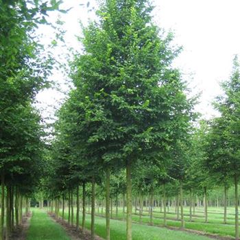 CBE_Sol_baum_4xv_150-200x30-35x400-500_G_WI502_13_07_09_29915.jpg