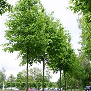 CBE_Sol_baum_4xv_200-300x25-30x400-500_STH250_G_HOF47_24_05_05_874.jpg