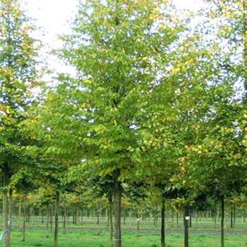 CBE_Sol_baum_5xv_200-300x30-35x500-700_STH200-225_G_OVIE204-05_31_10_06_14169.jpg
