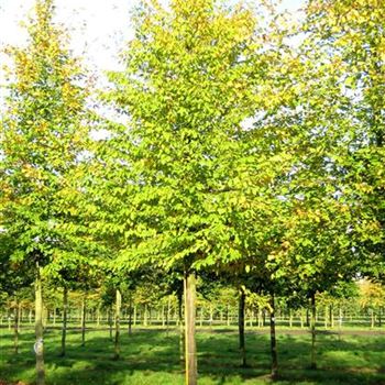 CBE_Sol_baum_5xv_200-300x30-35x500-700_STH200-225_G_OVIE204-05_2A_31_10_06_14168.jpg