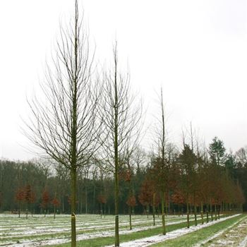 CBE_Sol_baum_5xv_200-300x30-35x500-700_G_OVIE_905_26_01_07_15703.jpg