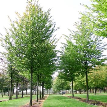 CBE_Sol_baum_5xv_200-300x35-40x500-700_G_HA103_23_09_04_2778.jpg