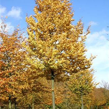 CBE_Sol_baum_5xv_200-300x35-40x500-700_G_HA_20_10_04_2777.jpg