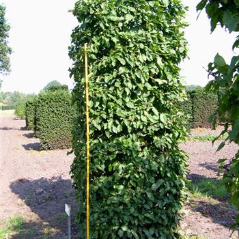 CBE_HE_4xv_B80xL100xH250_G_HOF7_2_27_09_06_13567.jpg