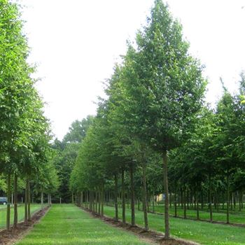 CBE_Sol_baum_5xv_200-300x40-45x500-700_G_WI502_13_07_09_29916.jpg