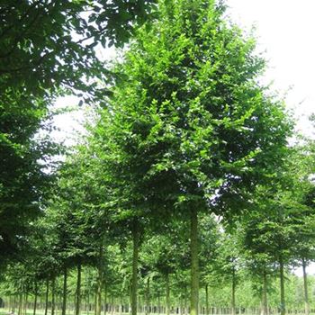 CBE_Sol_baum_5xv_200-300x40-45x500-700_G_WI502_16_07_09_29951.jpg