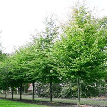 CBE_Sol_baum_5xv_200-300x40-45x500-700_G_HA101_3_23_09_04_7027.jpg