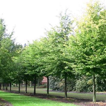 CBE_Sol_baum_5xv_200-300x40-45x500-700_G_HA101_23_09_04_7019.jpg