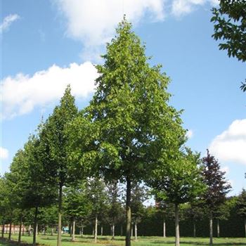 CBE_Sol_baum_5xv_200-300x45-50x500-700_G-810_13_08_14_jh_40019.jpg