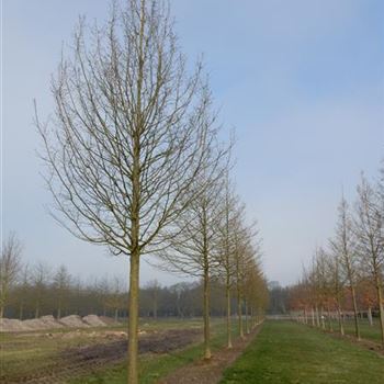 CBE_Sol_baum_4xv_200-300x50-60x500-700_G-810_09_04_15_kd_41273.jpg