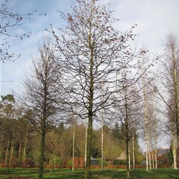 CBE_Sol_baum_6xv_300-400x45-50x500-700_G-1404_03_12_15_jh_41274.jpg