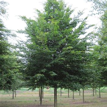 CBE_Sol_baum_6xv_300-400x45-50x500-700_G-1404_24_06_14_ahl_40020.jpg