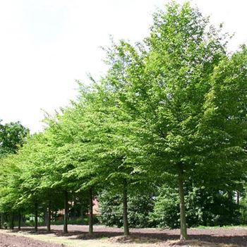 CBE_Sol_baum_6xv_300-400x50-60x500-700_G_HA101_2_25_06_05_2081.jpg