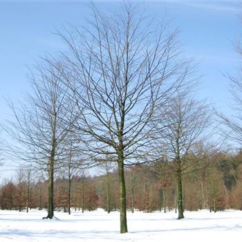 CBE_Sol_baum_6xv_300-400x50-60x500-700_G_WI261_3_17_02_10_33371.jpg