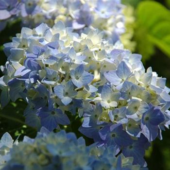 Hydrangea_Endless_Summer_2.JPG