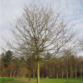 CBE_Sol_baum_6xv_300-400x60-70x500-700_G-261_03_12_15_jh_41275.jpg