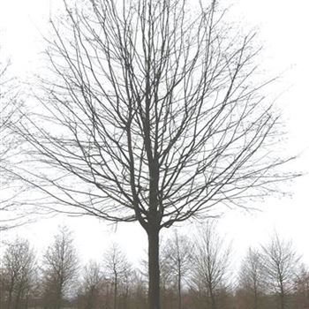 CBE_Sol_Baum_6xv_300-400x60-70x500-700_G-261_03_11_15_kd_40959.JPG