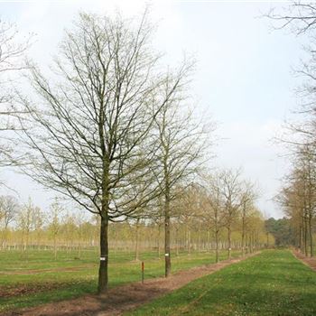 CBE_Sol_baum_7xv_300-400x70-80x700-900_R_DEE327_2_24_04_08_23317.jpg