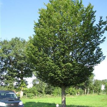 CBE_Sol_baum_7xv_400-600x80-90x900-1200_O-116_01_07_11_ahl_36632.JPG