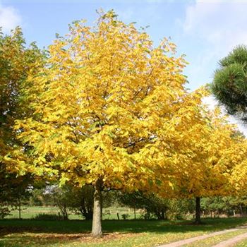 PFRAX_Sol_baum_8xv_400-600x100-120x700-900_OH_OT117_26_10_05_5373.jpg