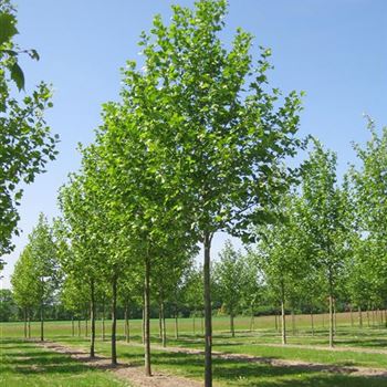 PAC_Sol_baum_5xv_200-300x35-40x700-900_R_LA1114_25_05_09_29379.jpg