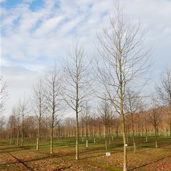 PAC_Sol_Baum_5xv_200x40-45x500-700_R-407_03_12_15_wr_41009.JPG