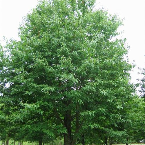 Prunus avium 'Plena'