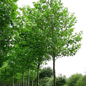 PAC_Sol_baum_5xv_200-300x40-45x700-900_R_LA619_31_08_04_17217.jpg